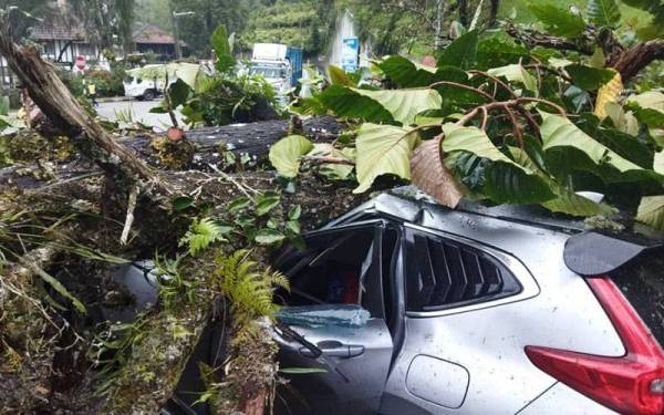 Kejadian pokok tumbang menghempap sebuah kereta menyebabkan seorang mangsa cedera manakala tiga yang lain terselamat. Foto: ihsan pembaca