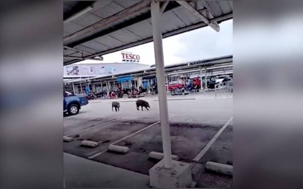 Tangkap layar dua ekor babi hutan dilihat berkeliaran di kawasan parkir sebuah pasar raya.