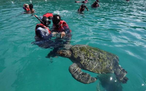 Sidang DUN Terengganu minggu lepas meluluskan Enakmen Penyu 1951 (Pindaan 2021), yang antara lain akan mengenakan hukuman lebih berat bagi kesalahan berkaitan spesies hidupan marin itu. - Foto Bernama