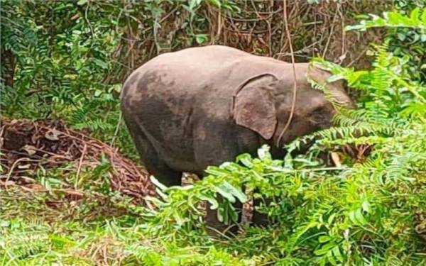 Gajah jantan yang ditangkap PKGK Kuala Gandah pada Jumaat setelah dikesan masuk kawasan perumahan nelayan Sungai Puteri di sini.