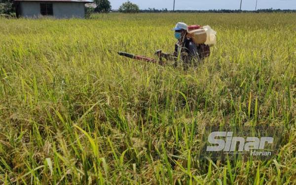 Kementerian Pertanian dan Industri Makanan (MAFI), berusaha mencari penyelesaian terbaik bagi membantu peladang dan petani yang terjejas dengan kenaikan harga baja dan racun. - Gambar hiasan