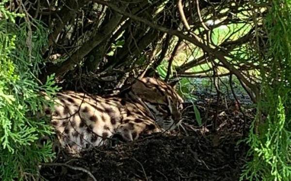 Seekor kucing batu yang cedera ditemukan penduduk terbaring di bawah pokok.