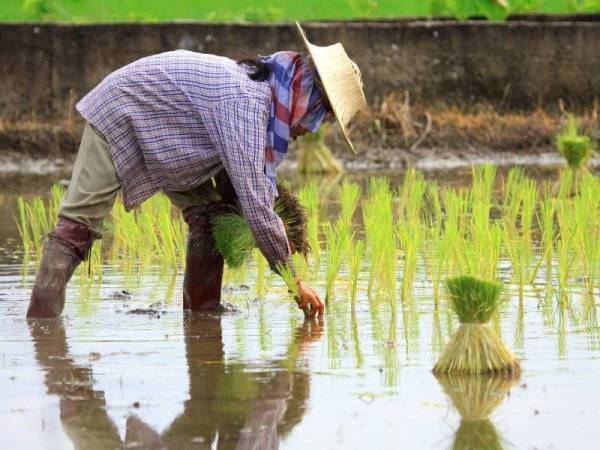 Kerajaan Selangor memperuntuk sebanyak RM14 juta bagi membantu petani dan pesawah di Selangor yang terkesan akibat kenaikan harga baja serta racun pada tahun ini. (Gambar kecil: Izham) 