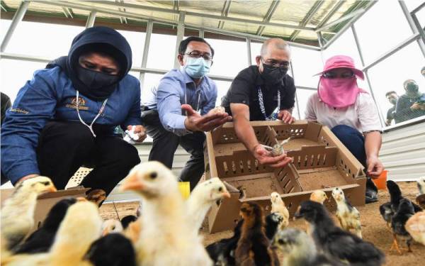 Menteri Pertanian dan Industri Makanan, Datuk Seri Dr Ronald Kiandee (dua, kanan) melihat anak ayam yang diternak oleh para peserta pertanian organik selepas melancarkan Program Pertanian Organik (Ternakan) di Kampung Batangon Darat, Paitan, pada Sabtu. Turut hadir, Ketua Setiausaha Kementerian Pertanian dan Industri Makanan Datuk Haslina Abdul Hamid (kiri) dan Ketua Pengarah Jabatan Perkhidmatan Veterinar Datuk Doktor Norlizan Mohd Nor (dua, kiri). - Foto Bernama 