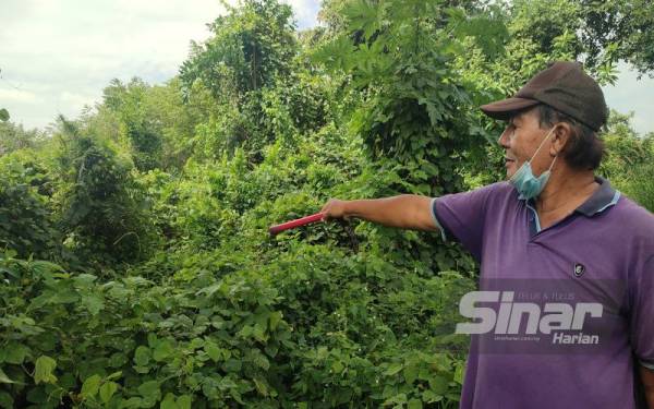 Ahli Jawatankuasa Anjung Warisan Pustaka Pak Wan, Mohd Jamil Ramli menunjukkan kawasan makam dipenuhi semak samun dipercayai milik Sultan Kedah ke-25, Sultan Zainal Rashid Mu'adzam Shah II di Kota Bukit Pinang, mukim Bukit Pinang di sini.