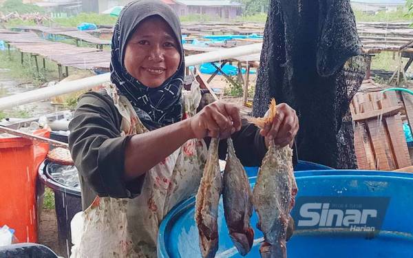 Makin lebat hujan, makin laris, itulah yang digambarkan oleh pengusaha ikan budu, Wan Sapiah dari Pantai Geting, Tumpat.