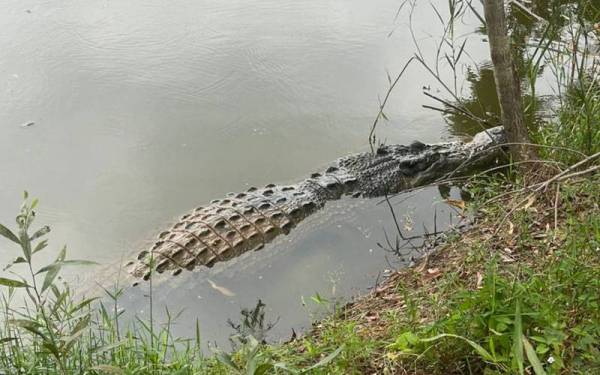 Seekor buaya sebesar lebih dua meter muncul di sebuah tasik berhampiran Taman Dengkil Jaya dipercayai sesat dari sungai berhampiran.