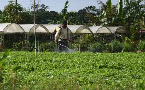 Kerajaan perlu mendengar segera rintihan pekebun, peladang dan penternak dalam mencari penyelesaian kenaikan mendadak harga input pertanian serta makanan haiwan untuk jangka masa panjang. - Foto Bernama