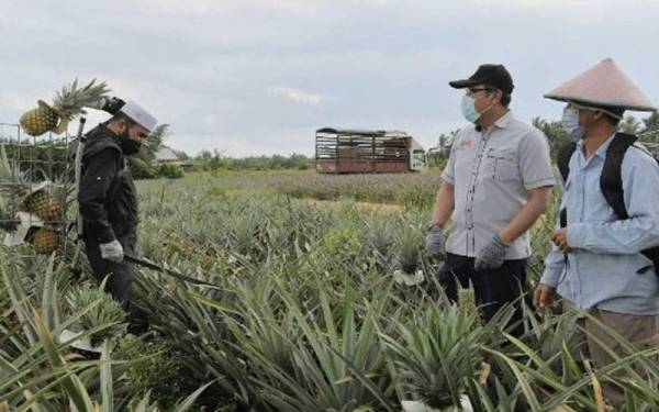 Dr Nik Muhammad Zawawi (kiri) menggunakan bakul ergonomik 'Smart Fruits Harvesting Basket' (Sumosack) hasil kajian UPM ketika memetik buah nanas yang telah masak pada lawatan ke Projek Kelompok Tanaman Nanas Parit Ghani, Simpang Renggam pada Selasa. - Foto Bernama