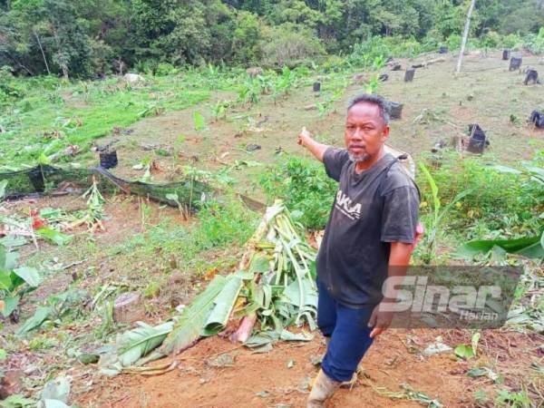 Razali mewakili masyarakat orang asli di Kampung Redip, Pos Hau di Gua Musang, menunjukkan kawasan kebun mereka 'diceroboh' gajah liar sejak Ahad.