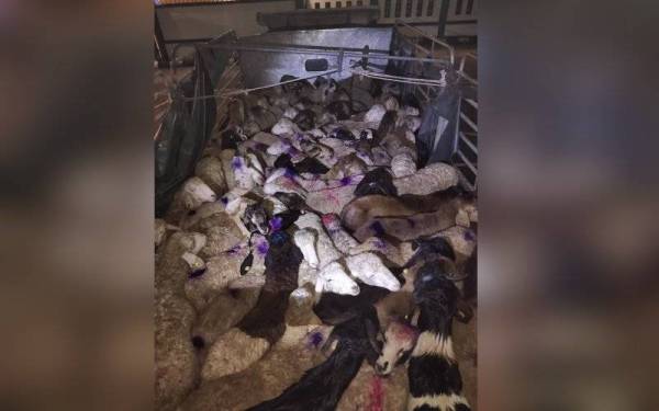 Biri-biri dan kambing seludup yang dirampas diserahkan kepada pihak veterinar untuk tindakan lanjut.