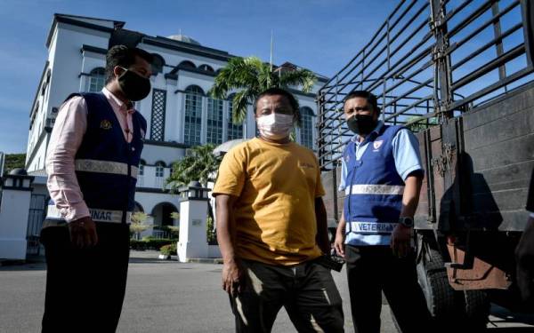 Seorang pemandu lori didenda RM2,000 oleh Mahkamah Majistret Munisipal Butterworth hari ini selepas mengaku bersalah melakukan pemindahan 21 ekor lembu tanpa kebenaran Pengarah Jabatan Perkhidmatan Veterinar (JPV) Pulau Pinang pada bulan Januari lepas. - Foto Bernama