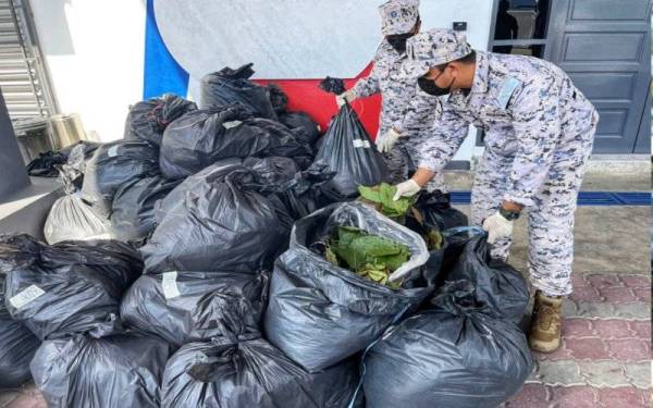 Bungkusan plastik hitam yang mengandungi 695 kilogram daun ketum bernilai RM125,000 yang ditemui di Pulau Tanjung Dendang, Langkawi awal pagi Ahad.