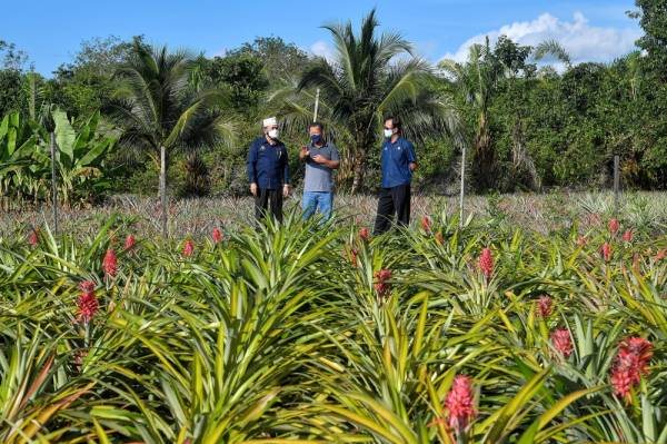 Nik Muhammad Zawawi diberi penerangan oleh pengusaha nanas, Ibrahim Abu Bakar (tengah) ketika melawat Projek Tanaman Nanas, Kg Tambey disini hari ini. -Foto Bernama