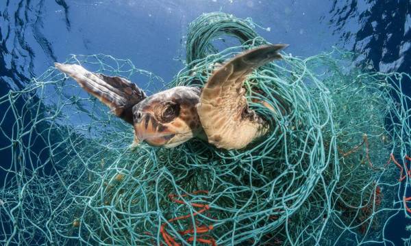 Loggerhead turtle trapped in an abandoned drifting net, Balearic Channel, Mediterranean sea. (Photo by WWF)