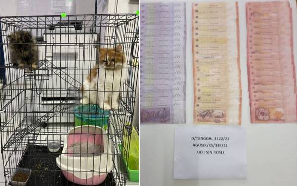 Dua ekor kucing parsi yang dibeli dua suspek menggunakan wang palsu.