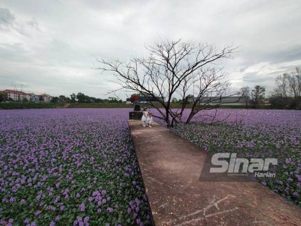 Tinjauan Sinar Harian mendapati orang ramai tidak melepaskan peluang merakamkan gambar kenangan di kolam tersebut.