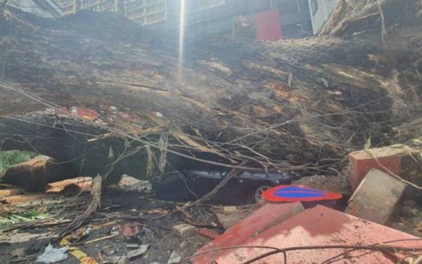 Sebuah Perodua Axia remuk dihempap sebatang pokok berusia ratusan tahun berhampiran Hotel Royal Chulan, Bukit Bintang di Kuala Lumpur.