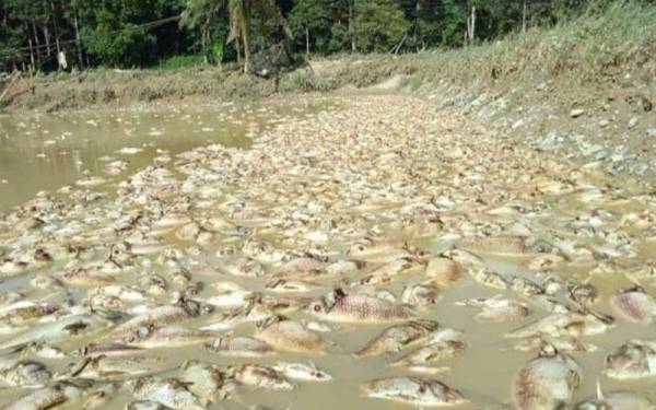 Keadaan ikan yang mati akibat bencana.