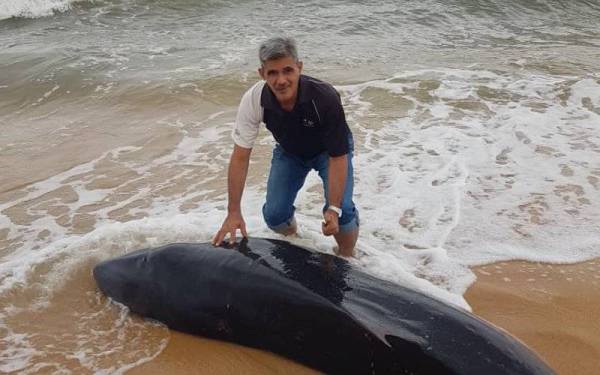 Abd Latif bersama anak ikan paus yang ditemui terdampar di Pantai Merchang, di sini pada Rabu. -Foto: Ihsan Facebook Abd Latif