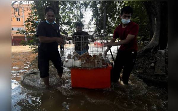 Mangsa banjir, Muhammad Aiman Mohamed, 21, (tengah) dibantu rakannya membawa keluar 18 ekor kucing peliharaannya daripada kawasan yang dinaiki air ketika tinjauan di Taman Sri Muda Seksyen 25. - Foto Bernama