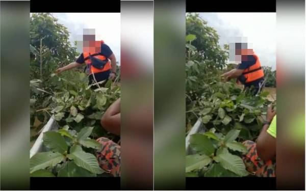 Video tular yang memaparkan beberapa individu sedang memetik daun ketum.