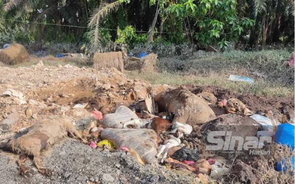 Bangkai kambing dan lembu yang mati di kandang milik Imam Sufaat selepas musibah banjir di Kampung Lombong, Seksyen 29, Shah Alam.