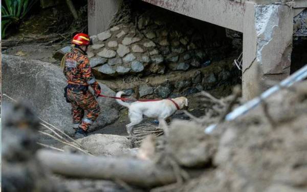 Anggota Unit K9 Jabatan Bomba dan Penyelamat Malaysia (JBPM) melakukan operasi mencari dan menyelamat mangsa yang hilang dihanyutkan arus deras sungai di Bobby Eco Farm Resort. Foto Bernama 