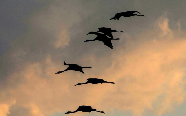 Lebih 2,000 ekor burung jenjang mati di utara Israel akibat selesema burung baru-baru ini. - Foto AFP