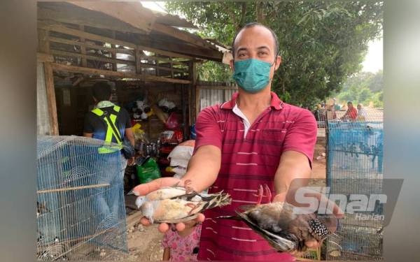 Hirwan menunjukkan burung yang mati akibat kesejukan.