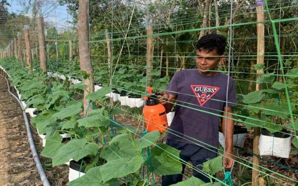 Shahdan sentiasa memastikan tanaman timun secara fertigasi yang diusahakan di hadapan rumahnya di Kampung Padang Nyior, Rantau Panjang mendapat sumber air yang cukup.