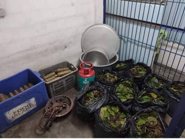 Polis menemui air dan daun ketum di sebuah rumah di Felda Pasir Besar,Gemas. Foto: Ihsan PDRM 