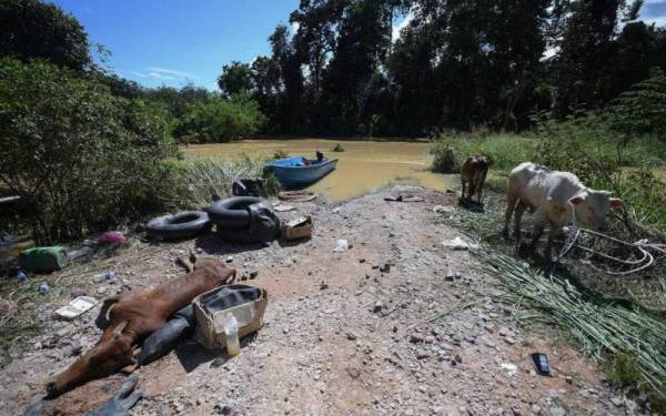 Hanya 20 daripada 120 ekor lembu milik seorang penternak lembu, Tey Teng Swee yang berjaya diselamatkan kelihatan lemah dan kelaparan selepas dua hari terperangkap dalam banjir yang melanda daerah Segamat sejak Ahad lepas. - Foto Bernama