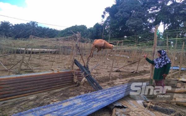 Nazaton melihat tanaman yang diusahakan di Kampung Batu Kapor Bawah dekat Mentakab, Temerloh musnah dalam kejadian banjir besar baru-baru ini.