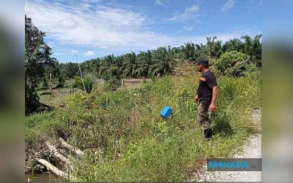 Abdul Said jelas sedih mengenangkan tanaman kelapa pandan dan pisang berangan yang diusahakan di kawasan seluas tiga ekar di Jalan Nitar itu, rosak selepas kebunnya dinaiki air. - Foto Bernama