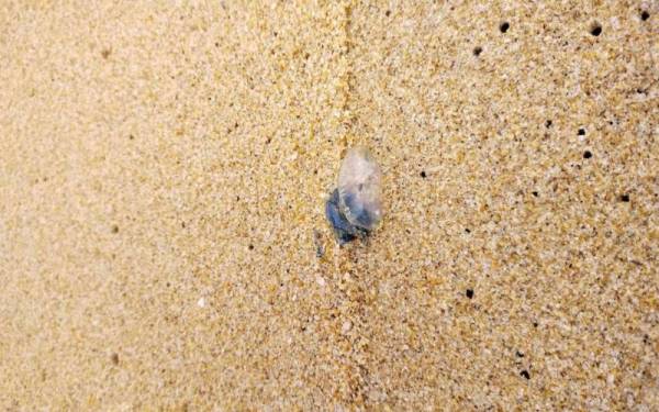 Gambar obor-obor beracun dikenali sebagai portuguese man o' war yang terdampar di pantai di daerah Marang. Foto: Ihsan pembaca