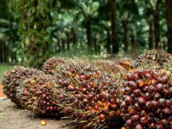 MPOGCF akan terus bekerjasama dengan syarikat perladangan selaku pemain utama industri serta agensi kerajaan bagi menangkis kempen anti minyak sawit Malaysia.