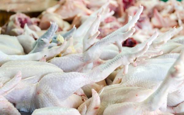 Harga siling ayam dijangka meningkat lagi. - Foto 123RF