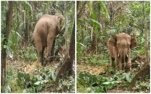 Gajah liar yang keluar dari Hutan Simpan Kekal (HSK) Gunung Basor dan berkeliaran untuk mencari makanan di kawasan kebun di Kampung Salor, Jeli.