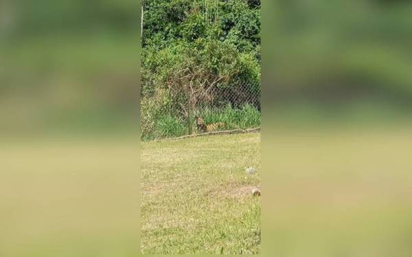 Gambar kehadiran seekor harimau yang dikongsi pengguna Facebook Muhammad Syibli selepas binatang berkenaan dipercayai berada di kawasan sekolah tersebut pada Isnin.