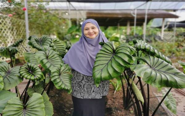 Sharifah Marzety bersama keladi spesies pharaoh mask (topeng firaun) di Taman Zety Roses di Kampung Tanjung Aur, Kuala Terengganu.