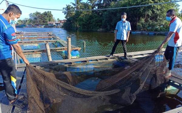 Wan Razak (kiri) memasang jaring di bahagian atas sangkar ikan namun masih tidak dapat menghalang serangan memerang.