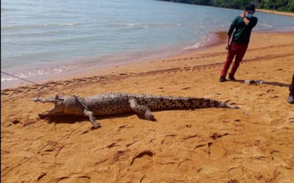 Seekor buaya tembaga sepanjang dua meter ditemui mati di Pantai Cermin.