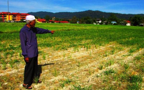 Yaakob menunjukkan tanah sawah padi pulut yang kering kontang.