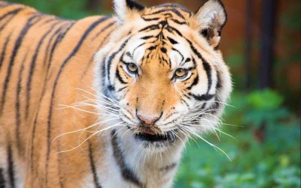 Pada Februari tahun lepas, seekor harimau belang jantan dikenali sebagai 'Awang Rasau' berjaya ditangkap Perhilitan di Felda Kerteh 3 diikuti seekor lagi harimau belang 'Atan Kerteh' yang masuk ke perangkap di Kerteh 4 pada Ogos tahun lepas namun dipercayai masih ada kumpulan haiwan itu yang lepas bebas di sekitar hutan berhampiran. - Foto 123rf