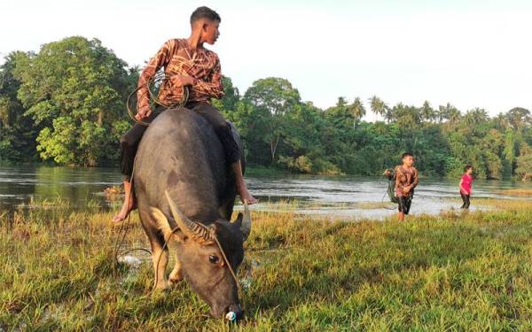 Kerbau denak berusia dua tahun digelar Awang jinak dan sering dibawa bermain di kawasan Dataran Kampung Dusun, Hulu Terengganu.