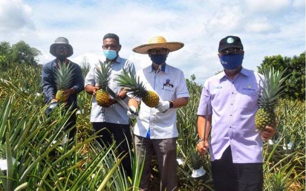 Prof Dr Anuar (dua dari kanan) bersama Mohd Khairuzamri (kanan) ketika lawatan ke tapak tanaman nanas MD2 yang diusahakan UC TATI di Kemaman.