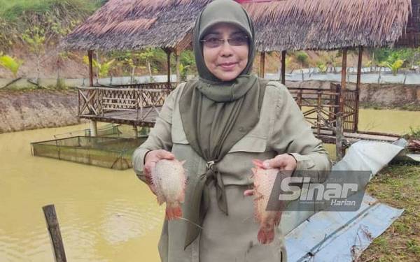 Rosnah menunjukkan ikan puyu siam yang diternak dan mempunyai saiz yang lebih besar berbanding ikan puyu tempatan.