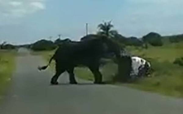 Seekor gajah menterbalikkan sebuah kenderaan di Taman Taman Wetland iSimangaliso, Afrika Selatan baru-baru ini. - Foto YouTube/ Zululand Observer