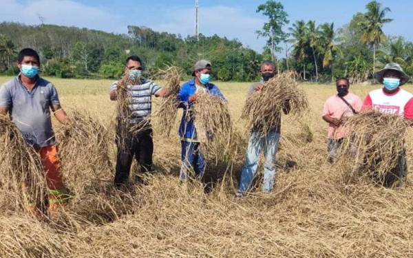 Petani menunjukkan padi yang rosak akibat penyakit bena perang di sebuah petak padi di Kampung Bukit Larek pada Selasa.